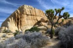 Yoshua Trees in Baja California